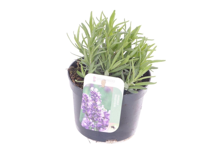 Lavandula Havanna Dark