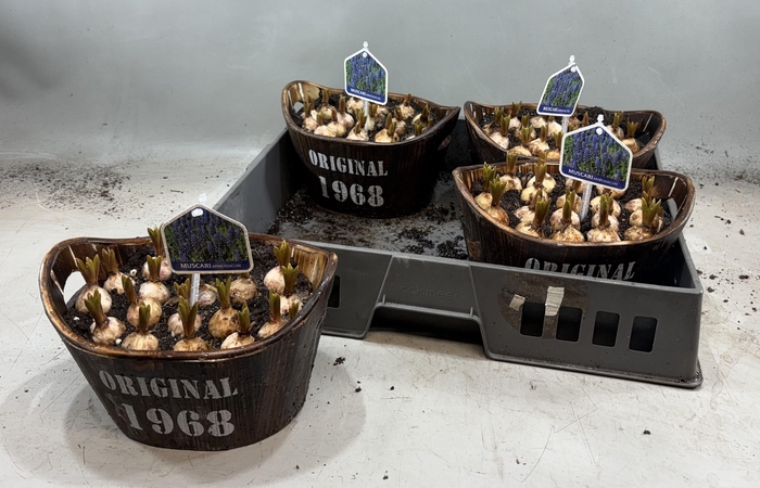 <h4>Arr Muscari</h4>