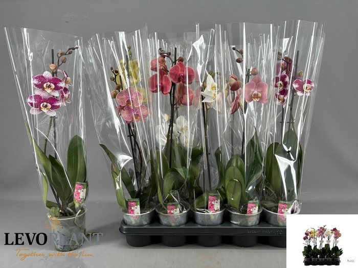 <h4>PHAL GEM 5 KL</h4>