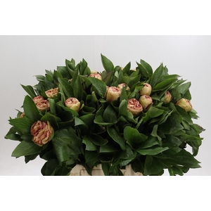 Paeonia Lois Choice