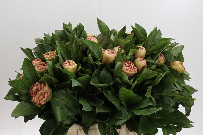 <h4>Paeonia Lois Choice</h4>