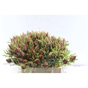 Kaaps Plumosum Spray