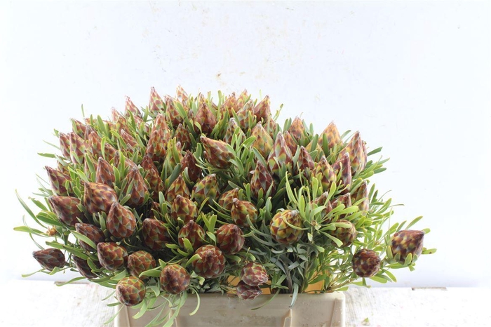 <h4>Kaaps Plumosum Spray</h4>