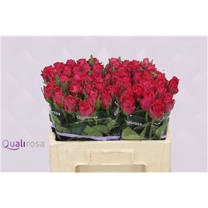 R Gr Madam Cerise