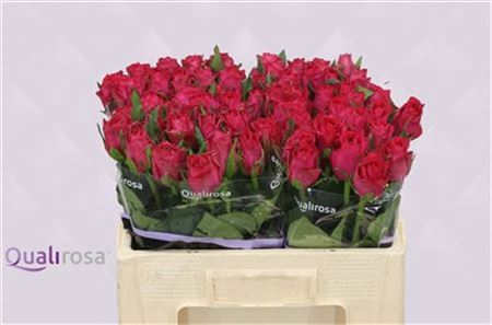 R Gr Madam Cerise