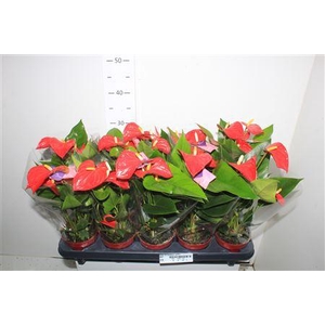 ** Anthu An Bambino Red 5+ * Autumn Promo *