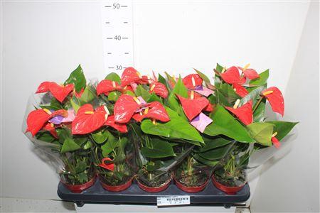 <h4>** Anthu An Bambino Red 5+ * Winter Promo *</h4>