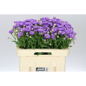 Erigeron