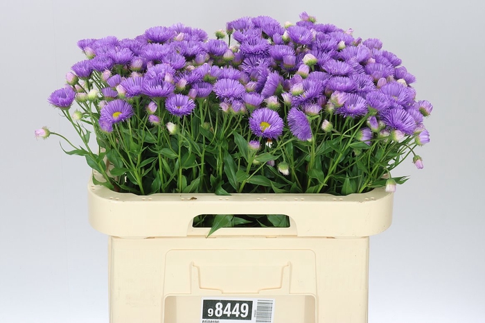 <h4>Erigeron</h4>