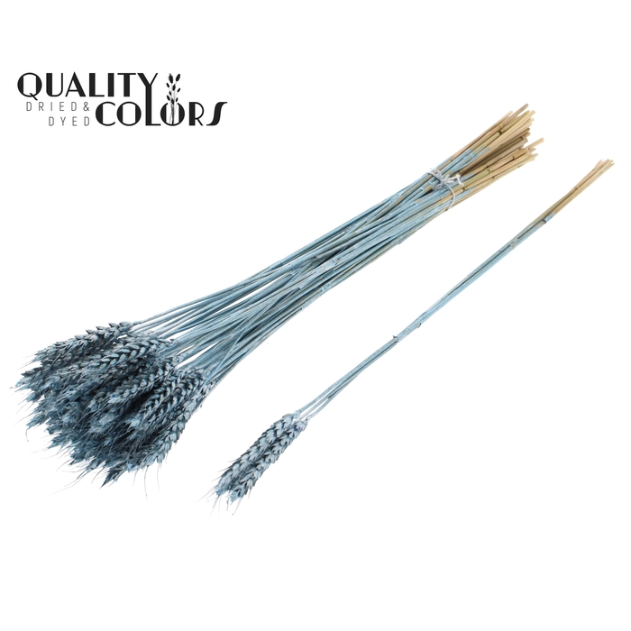 <h4>Triticum 3pc/Tuft Metallic Blue</h4>