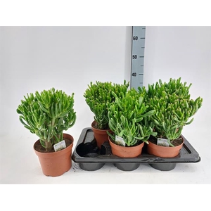 Crassula Horn Tree 17Ø 28cm