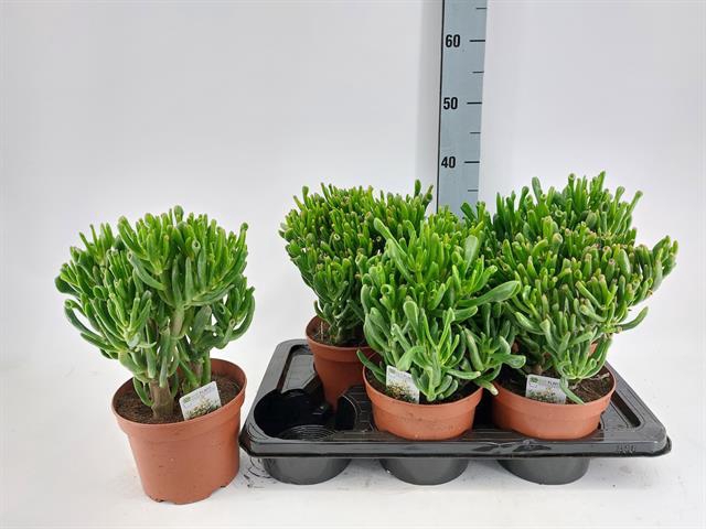 Crassula Horn Tree 17Ø 28cm