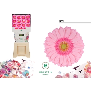 Gerbera Evi Diamond