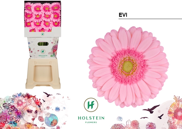 <h4>Gerbera Evi Diamond</h4>