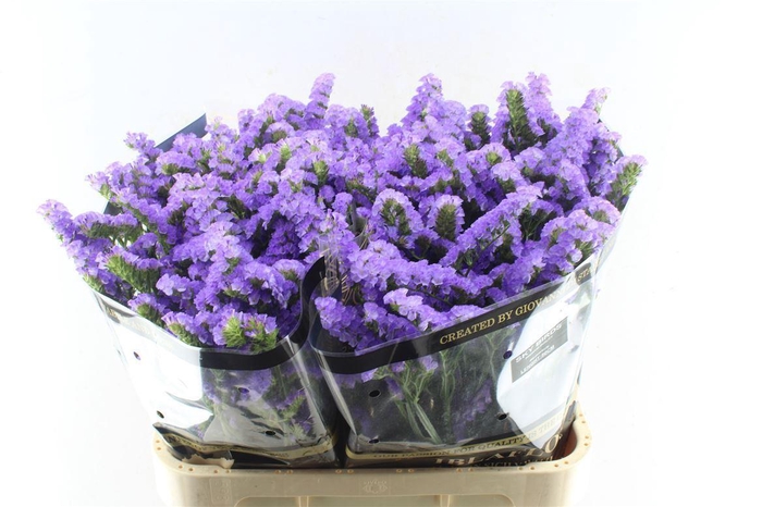 <h4>Lim S Sky Birds</h4>