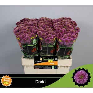 CHR S AAA DORIA