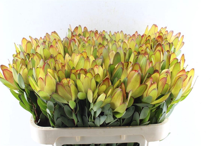 <h4>Leucad Saf Goldstrik</h4>