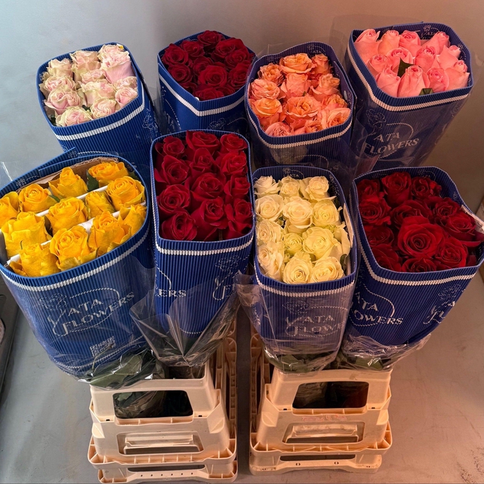 <h4>R GR GEM IN FUST</h4>