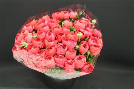 <h4>Cloni Super Fragolino</h4>