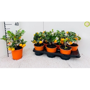 CITR MICROCARPA
