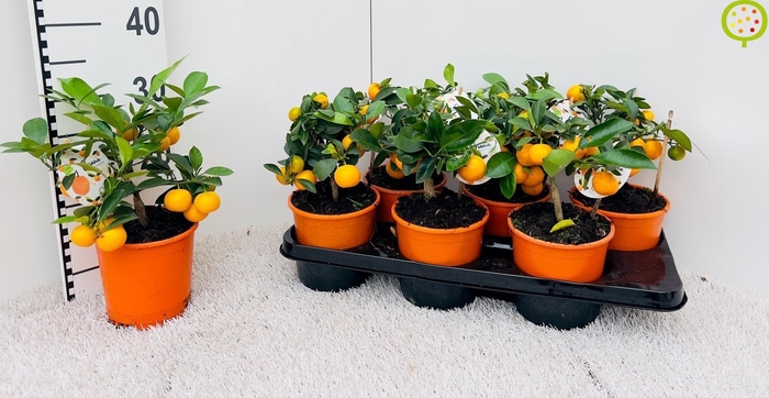 <h4>CITR MICROCARPA</h4>