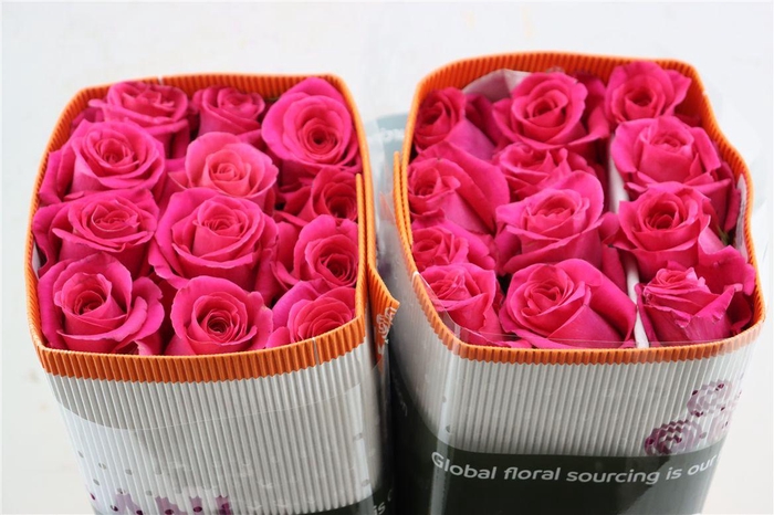 <h4>R Gr Pink Floyd</h4>