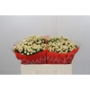 Hypericum Cool Romance