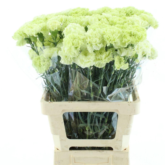 <h4>DI ST LADY GURIN</h4>