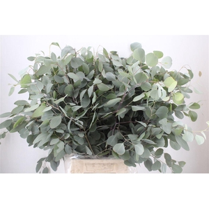 Euca Populus 300gr P Bunch