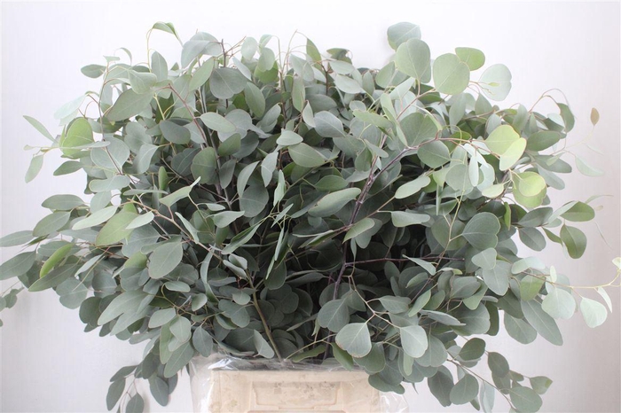 Euca Populus 300gr P Bunch