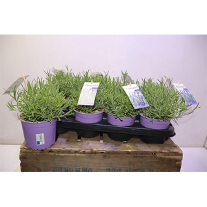 Lavan Angustifolia + Etiket