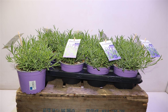 <h4>Lavan Angustifolia + Etiket</h4>