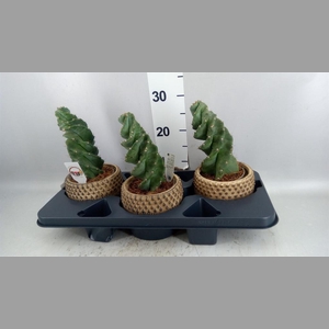 Cereus   ...