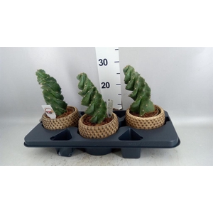 Cereus   ...