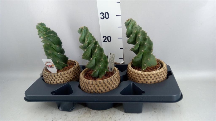 <h4>Cereus   ...</h4>