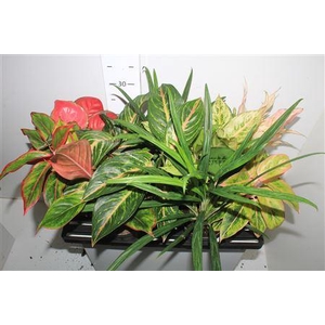 Aglao Special Mix 8 Srt Exclusief