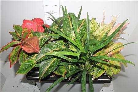 <h4>Aglao Special Mix 8 Srt Exclusief</h4>