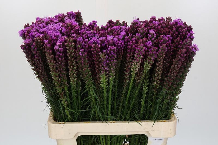 <h4>Liatris Callilepis Forest Lodge</h4>