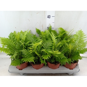 Blechnum gibbum 'Silver Lady'