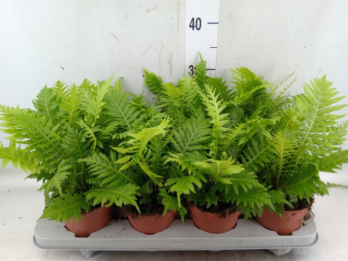 <h4>Blechnum gibbum 'Silver Lady'</h4>