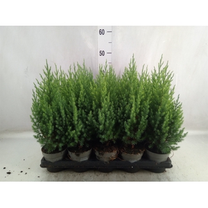 Juniperus chinensis 'Stricta'