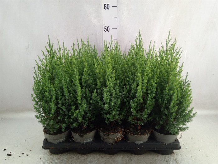 Juniperus chinensis 'Stricta'