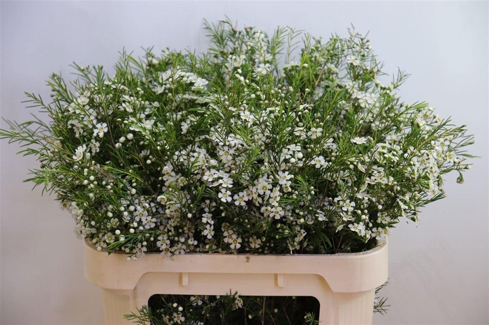 <h4>Chamelaucium Ofir</h4>