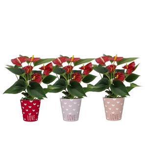 Anthurium Diamond Red in You and Me smartcup