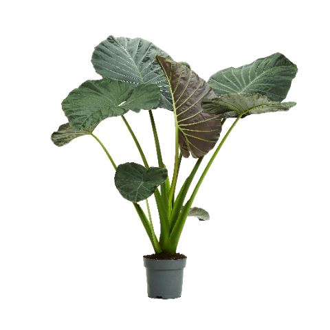 <h4>Alocasia   ...</h4>