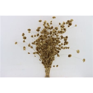 Dried Wheep Bamboo Ant Gold Bunch Slv