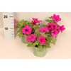 Petunia Painted Love Purple