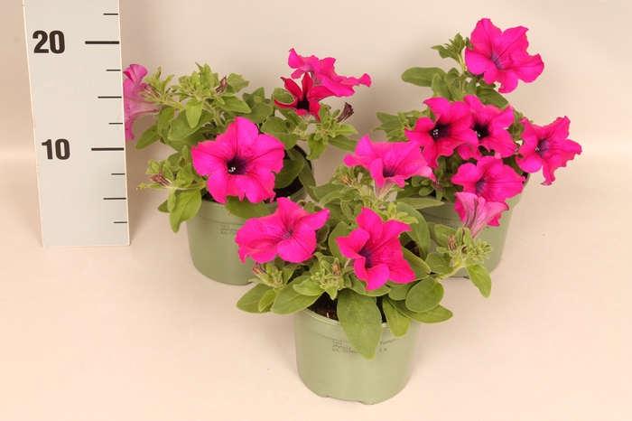 Petunia Painted Love Purple