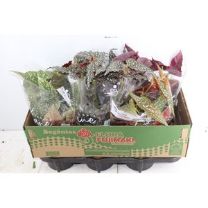 BEGONIA KANE P13 VARIADO