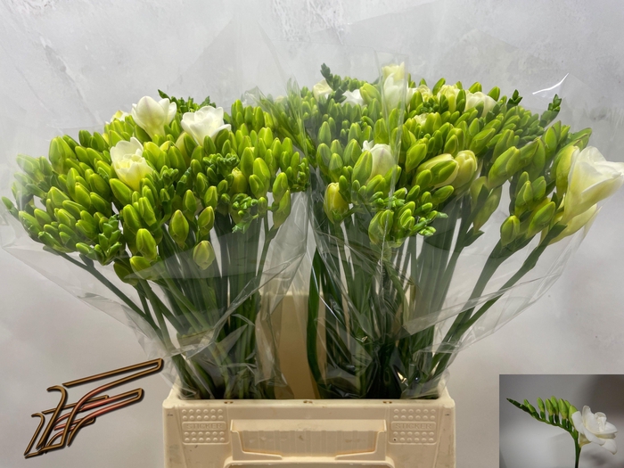 <h4>FR DU VERSAILLES</h4>